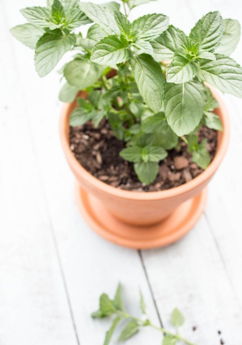 Fresh Mint from My Garden