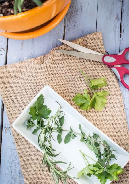 Pruning Fresh Herbs