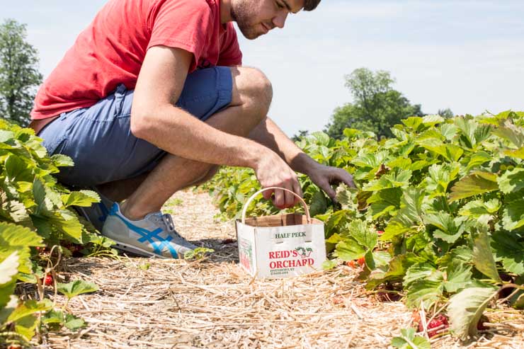 Picking Strawberries