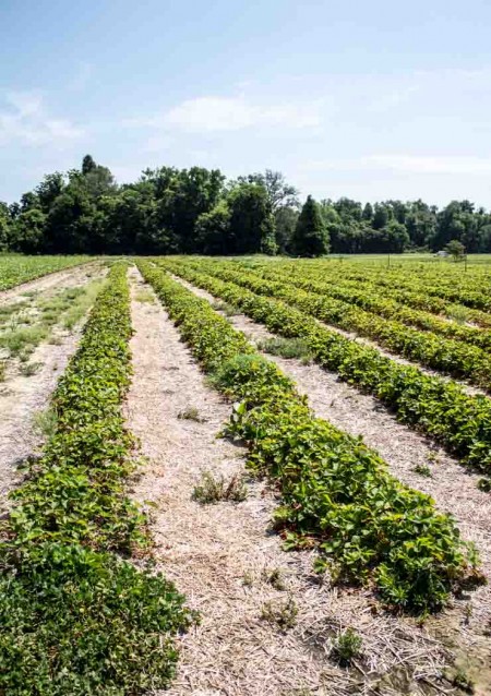 Strawberry Fields