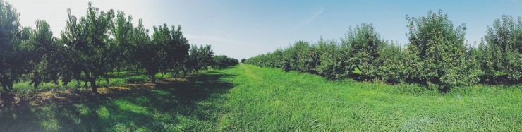 Peach Orchard