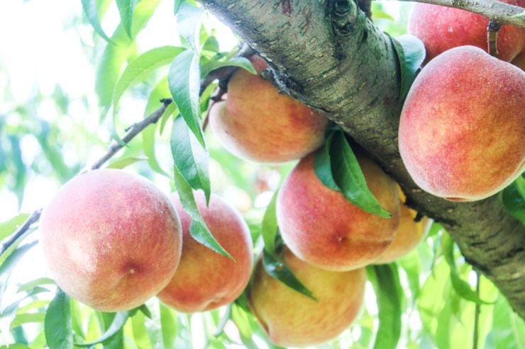 Local Peaches