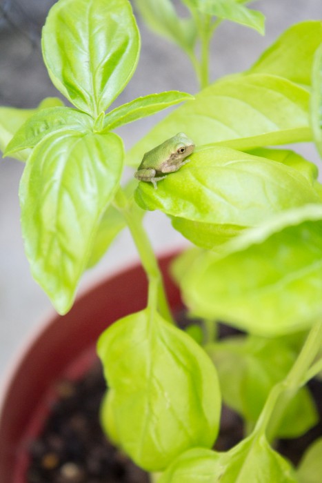 Basil from the Garden