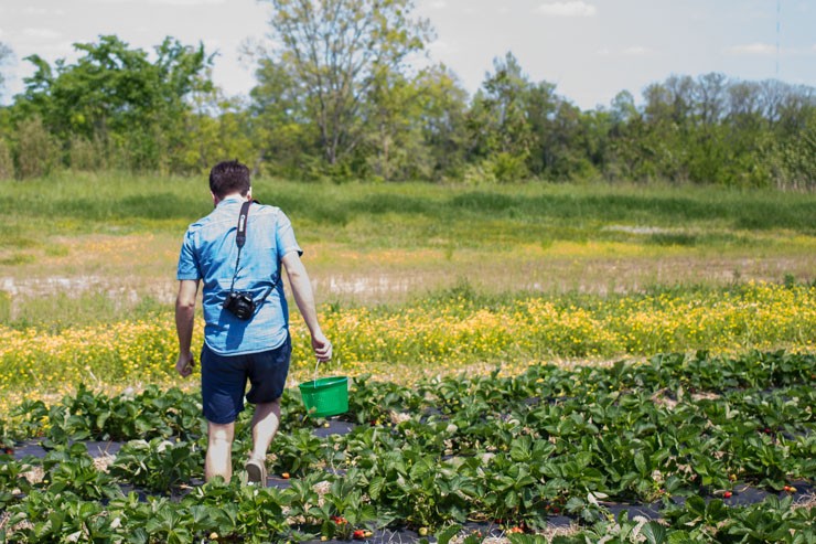 Picking Fresh Local Strawberries