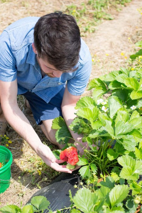 Picking Fresh Local Strawberries