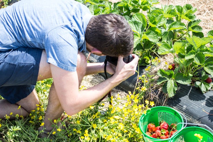 That blog life... Picking local strawberries