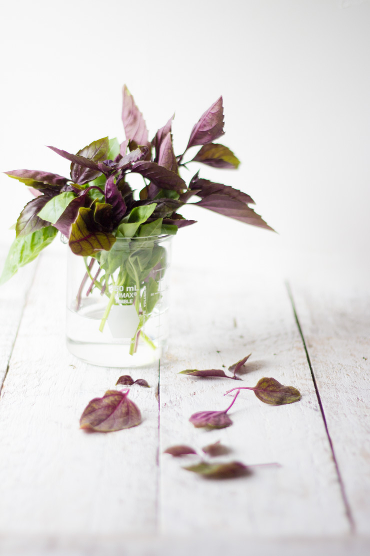 Fresh Purple Basil from my Garden