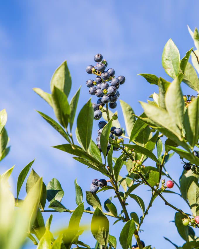 Blueberry Picking in Tennessee