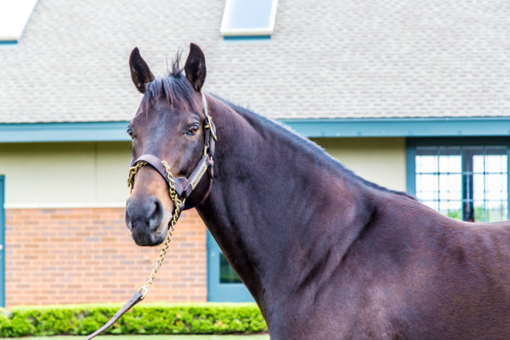 Derby-winning thoroughbred at Darley's Stables in Lexington, KY