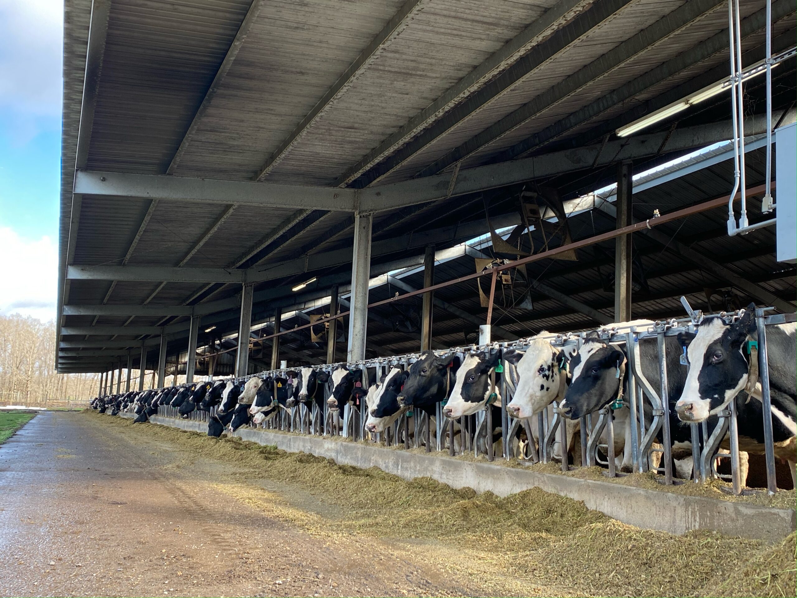 Pepper Jack Cheese Biscuits Southern FATTY